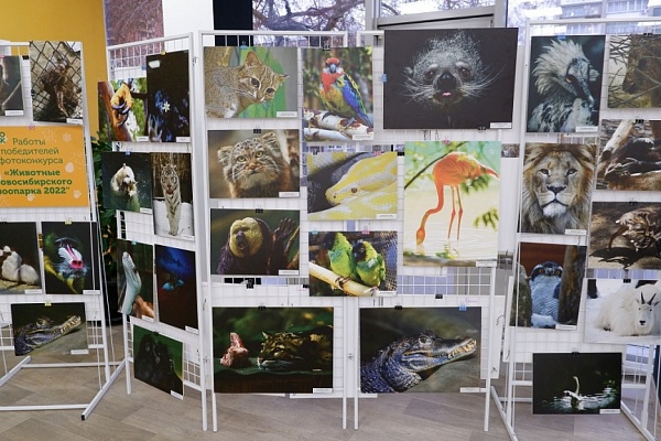 Фотовыставка «Животные Новосибирского зоопарка» открыта в модельной библиотеке им. М. Е. Салтыкова-Щедрина
