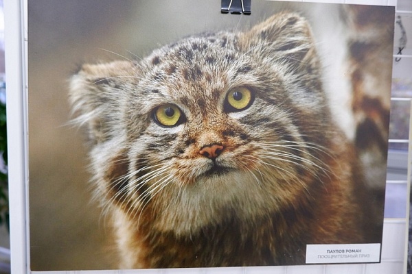 Фотовыставка «Животные Новосибирского зоопарка» открыта в модельной библиотеке им. М. Е. Салтыкова-Щедрина